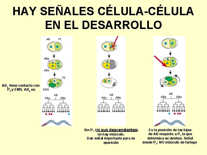 HAY SEÑALES CÉLULA-CÉLULA EN EL DESARROLLO ABp tiene contacto con P 2 y EMS.