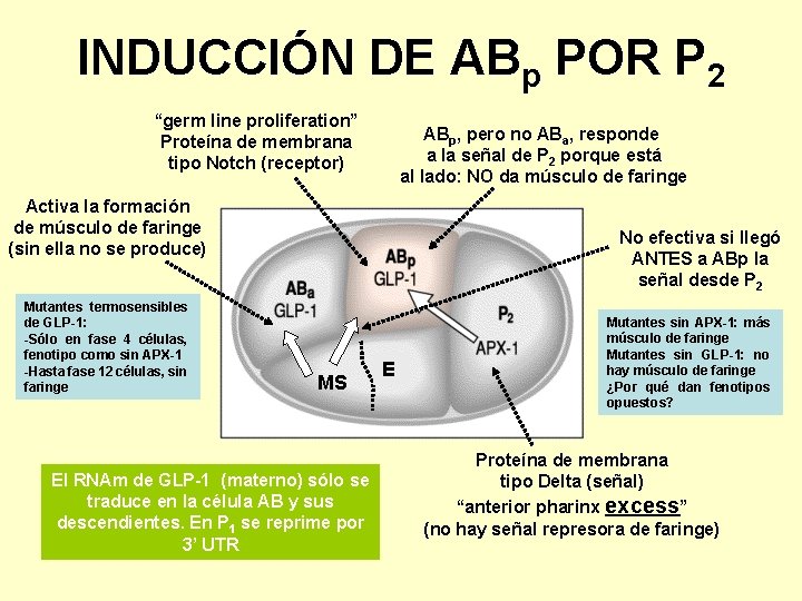 INDUCCIÓN DE ABp POR P 2 “germ line proliferation” Proteína de membrana tipo Notch