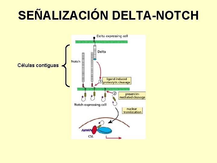 SEÑALIZACIÓN DELTA-NOTCH Células contiguas 