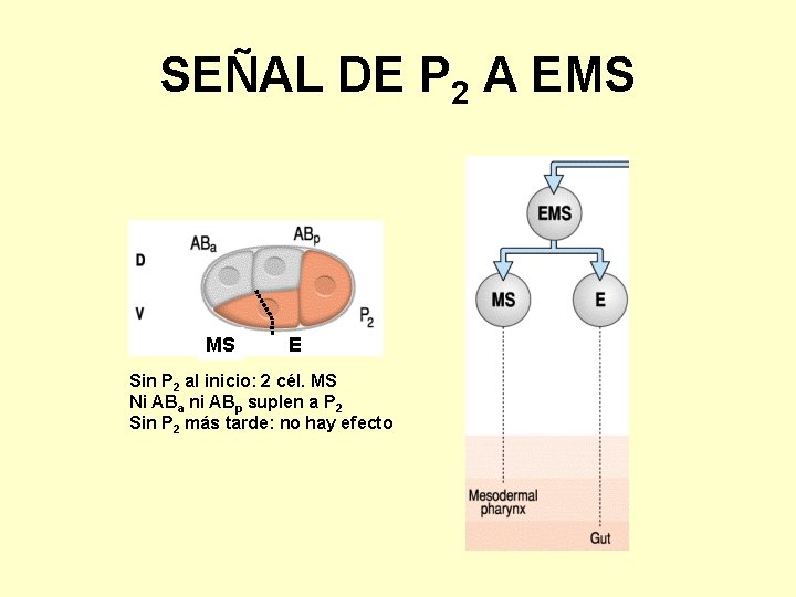 SEÑAL DE P 2 A EMS MS E Sin P 2 al inicio: 2