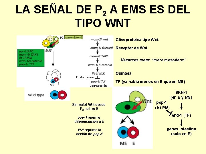 LA SEÑAL DE P 2 A EMS ES DEL TIPO WNT Glicoproteína tipo Wnt