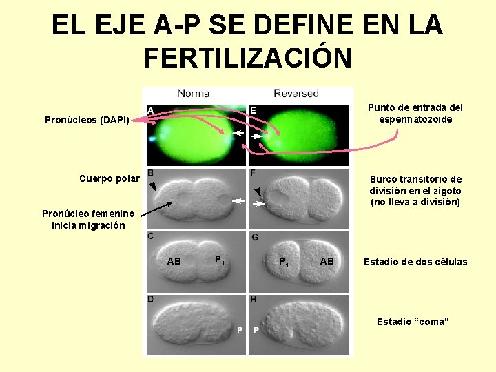 EL EJE A-P SE DEFINE EN LA FERTILIZACIÓN Punto de entrada del espermatozoide Pronúcleos