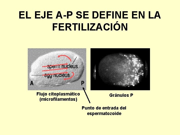 EL EJE A-P SE DEFINE EN LA FERTILIZACIÓN Flujo citoplasmático (microfilamentos) Gránulos P Punto