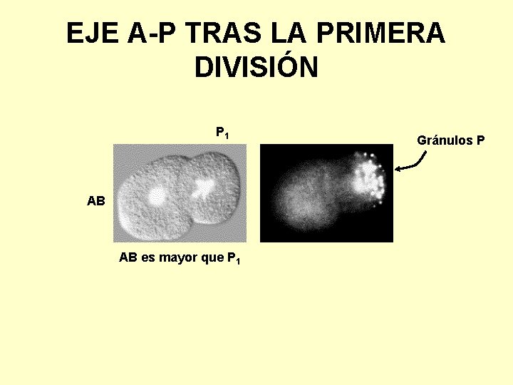 EJE A-P TRAS LA PRIMERA DIVISIÓN P 1 AB AB es mayor que P