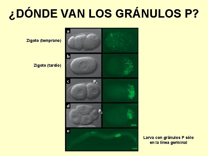 ¿DÓNDE VAN LOS GRÁNULOS P? Zigoto (temprano) Zigoto (tardío) P 1 P 2 Larva