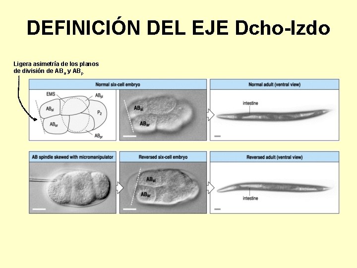 DEFINICIÓN DEL EJE Dcho-Izdo Ligera asimetría de los planos de división de ABa y