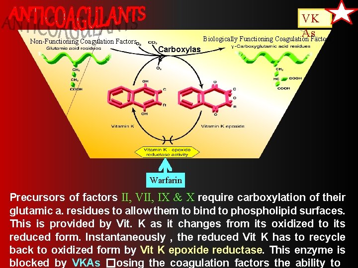 Non-Functioning Coagulation Factors VK As Biologically Functioning Coagulation Factors Carboxylas e Warfarin Precursors of