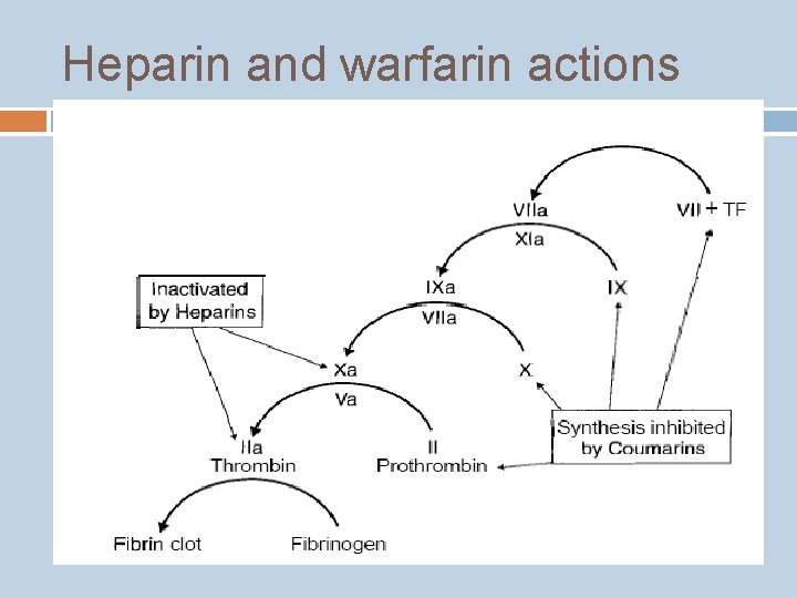 Heparin and warfarin actions 