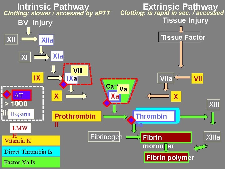 Intrinsic Pathway Extrinsic Pathway Clotting: is rapid in sec. / accessed Clotting: slower /