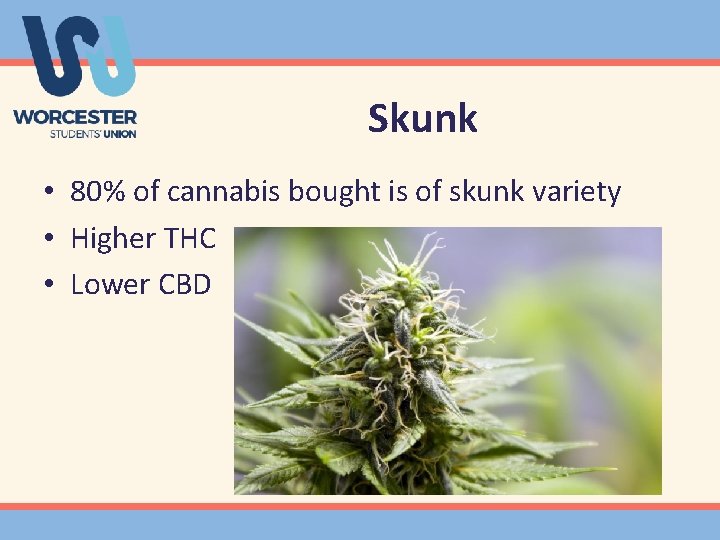 Skunk • 80% of cannabis bought is of skunk variety • Higher THC •