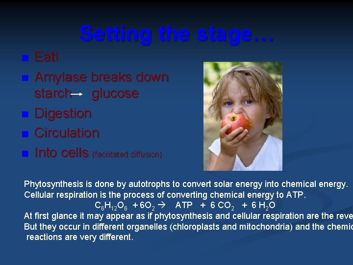 Setting the stage… n n n Eat! Amylase breaks down starch glucose Digestion Circulation