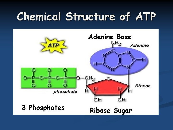 Chemical Structure of ATP Adenine Base 3 Phosphates Ribose Sugar 