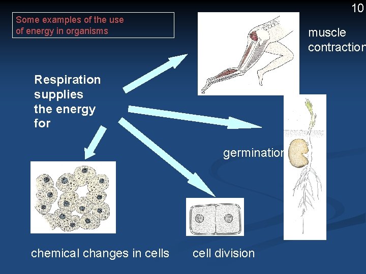 10 Some examples of the use of energy in organisms muscle contraction Respiration supplies