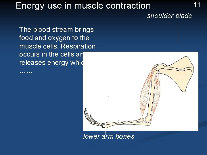 Energy use in muscle contraction 11 shoulder blade The blood stream brings food and