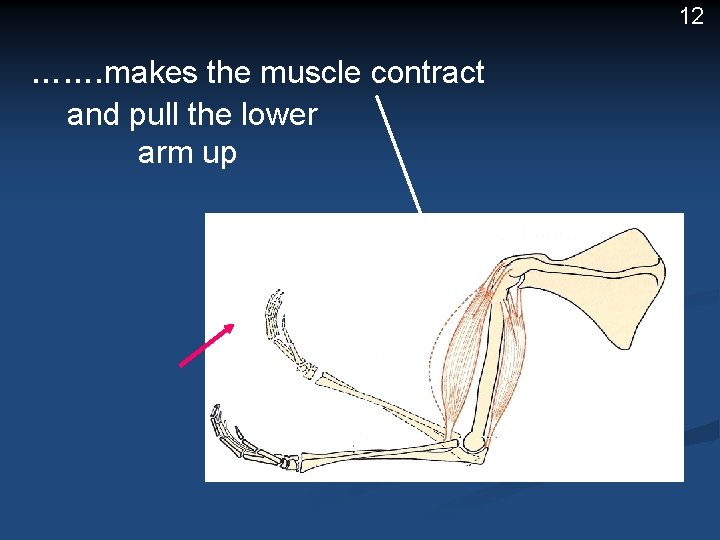 12 ……. makes the muscle contract and pull the lower arm up 