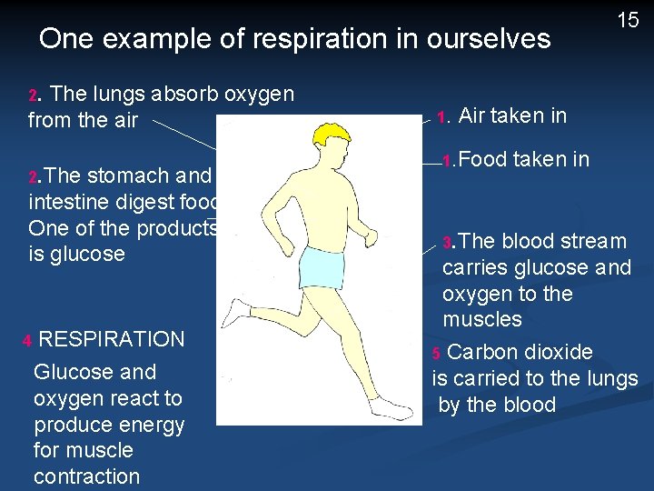 One example of respiration in ourselves 2. The lungs absorb oxygen from the air