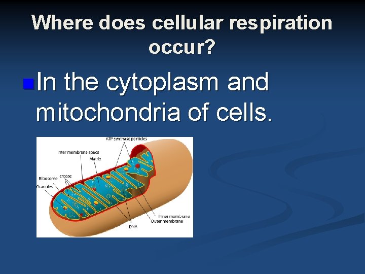 Where does cellular respiration occur? n. In the cytoplasm and mitochondria of cells. 