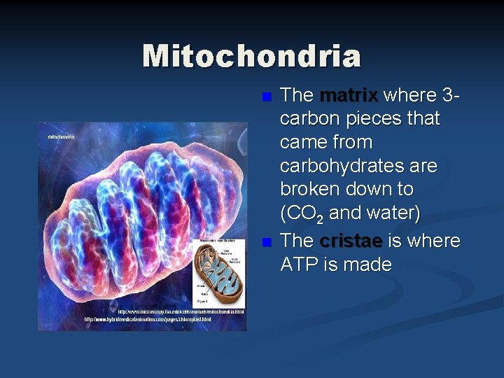 Mitochondria n n The matrix where 3 carbon pieces that came from carbohydrates are