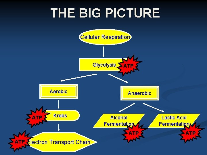 THE BIG PICTURE Cellular Respiration Glycolysis Aerobic ATP Krebs ATP Anaerobic Alcohol Fermentation ATP