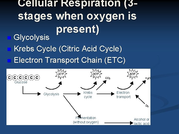 Cellular Respiration (3 stages when oxygen is present) Glycolysis n Krebs Cycle (Citric Acid