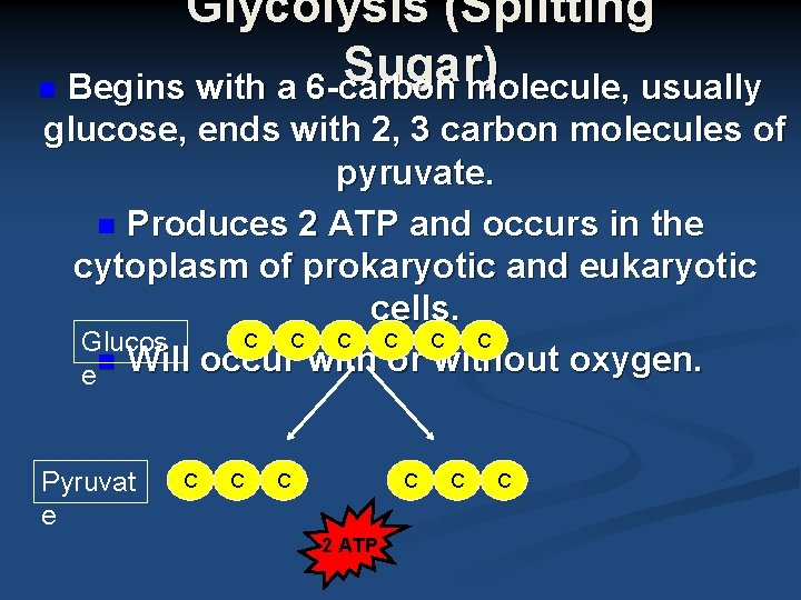 Glycolysis (Splitting Sugar) n Begins with a 6 -carbon molecule, usually glucose, ends with