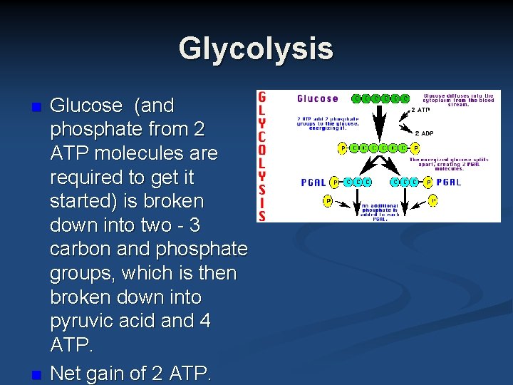 Glycolysis n n Glucose (and phosphate from 2 ATP molecules are required to get