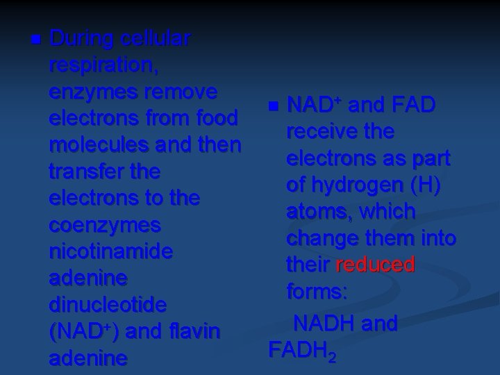 n During cellular respiration, enzymes remove electrons from food molecules and then transfer the