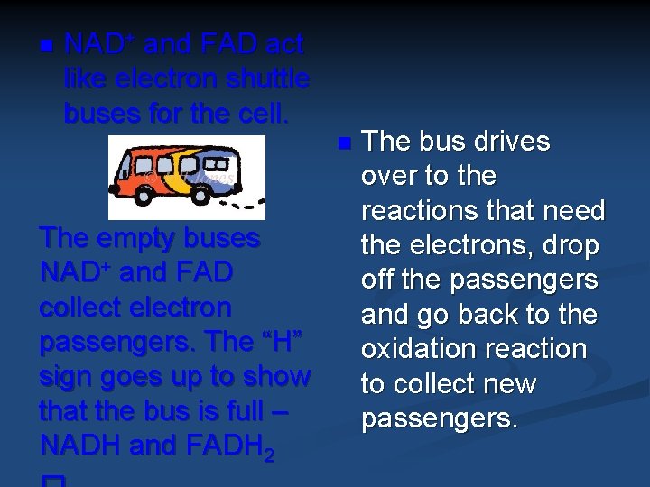 n NAD+ and FAD act like electron shuttle buses for the cell. n The