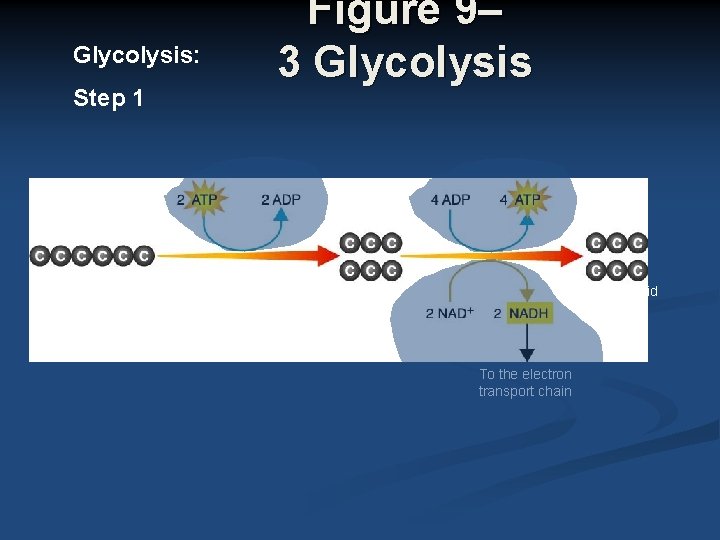 Glycolysis: Step 1 Glucose Figure 9– 3 Glycolysis 2 Pyruvic acid To the electron