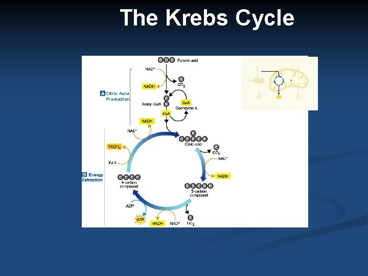 The Krebs Cycle Citric Acid Production Mitochondrion 