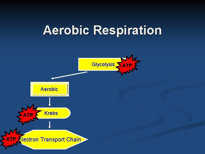 Aerobic Respiration Glycolysis Aerobic ATP Krebs ATP Electron Transport Chain ATP 