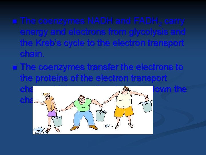 The coenzymes NADH and FADH 2 carry energy and electrons from glycolysis and the