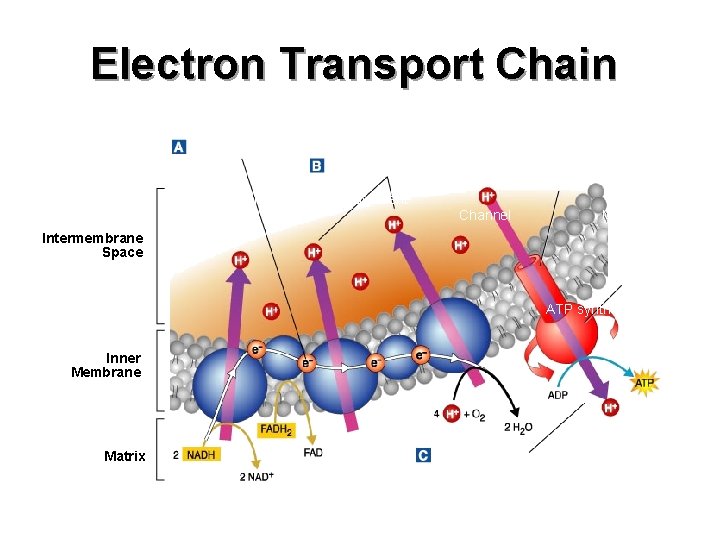 Electron Transport Chain Electron Transport Hydrogen Ion Movement Channel Mitochondrion Intermembrane Space ATP synthase