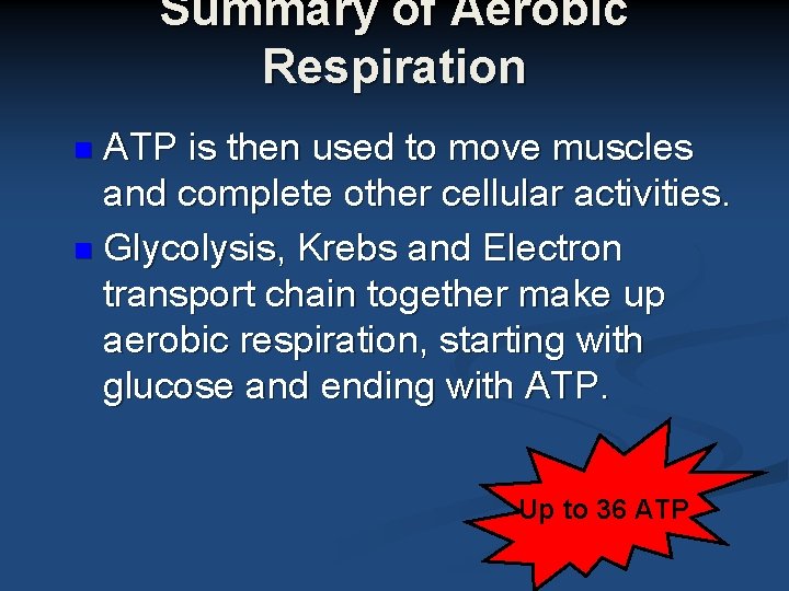 Summary of Aerobic Respiration n ATP is then used to move muscles and complete