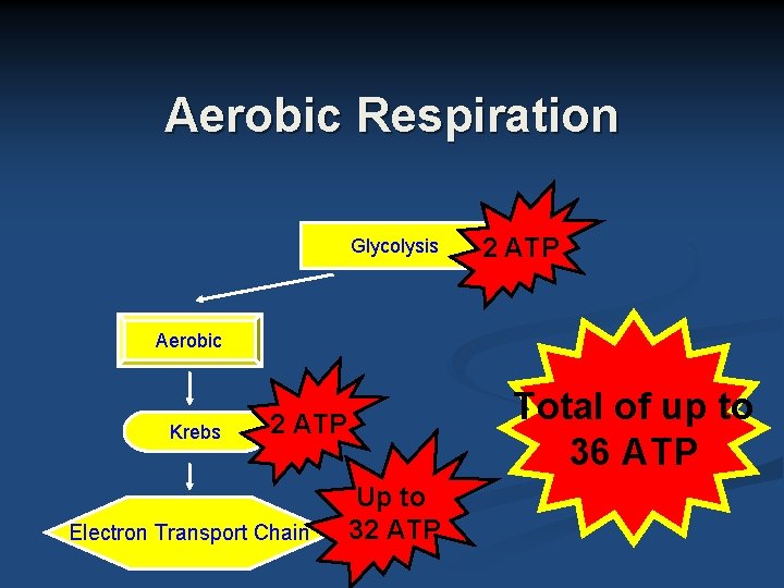 Aerobic Respiration Glycolysis 2 ATP Aerobic Krebs Total of up to 36 ATP 2