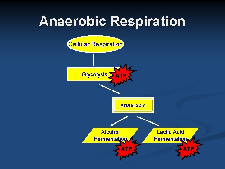 Anaerobic Respiration Cellular Respiration Glycolysis ATP Anaerobic Alcohol Fermentation ATP Lactic Acid Fermentation ATP