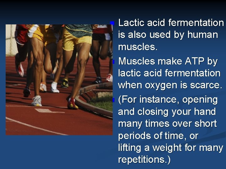 Lactic acid fermentation is also used by human muscles. n Muscles make ATP by