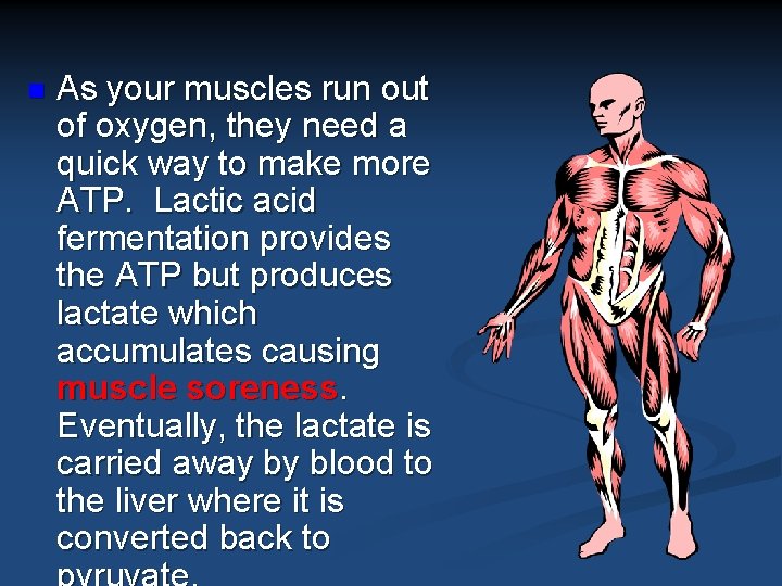n As your muscles run out of oxygen, they need a quick way to