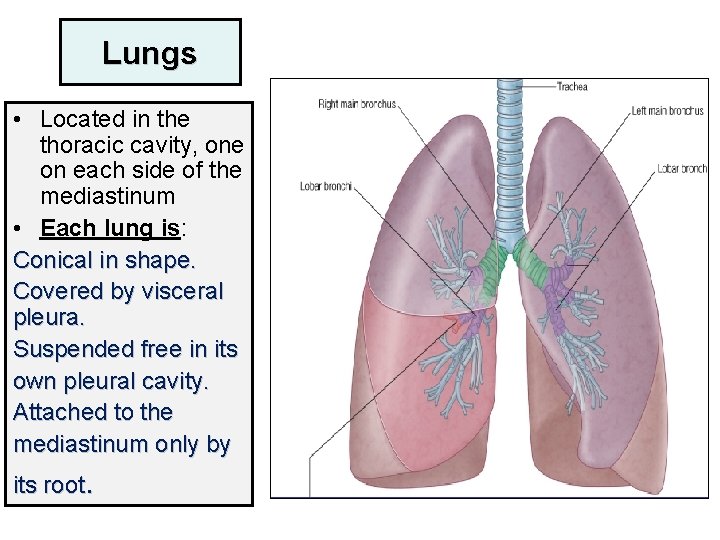 Lungs • Located in the thoracic cavity, one on each side of the mediastinum