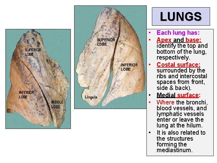 LUNGS • Each lung has: • Apex and base: identify the top and bottom