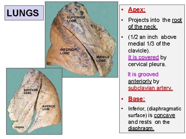 LUNGS • Apex: • Projects into the root of the neck. • (1/2 an