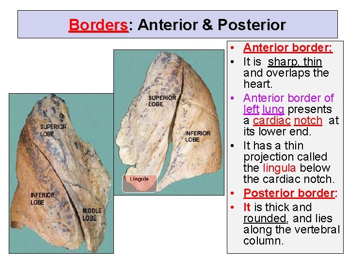 Borders: Anterior & Posterior • Anterior border: • It is sharp, thin and overlaps