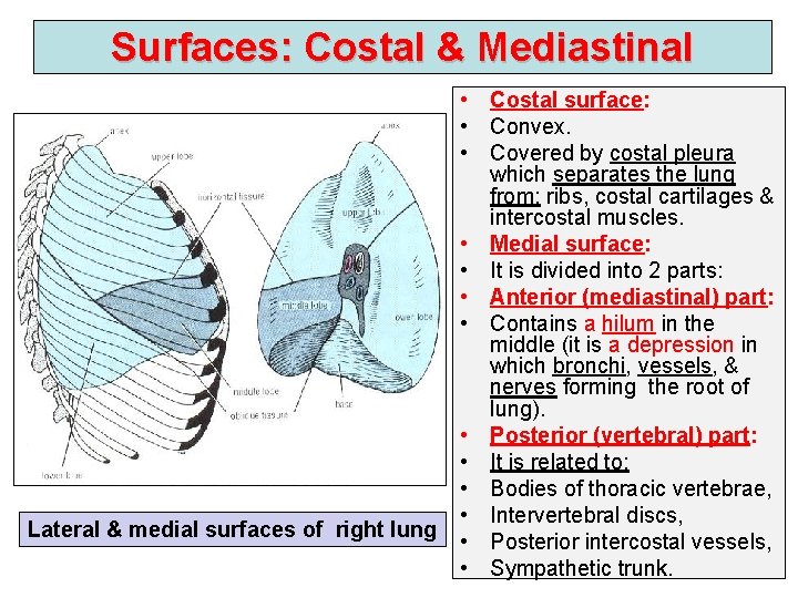 Surfaces: Costal & Mediastinal Lateral & medial surfaces of right lung • Costal surface: