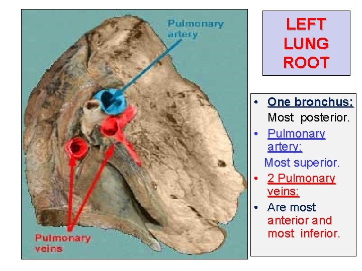 LEFT LUNG ROOT • One bronchus: Most posterior. • Pulmonary artery: Most superior. •