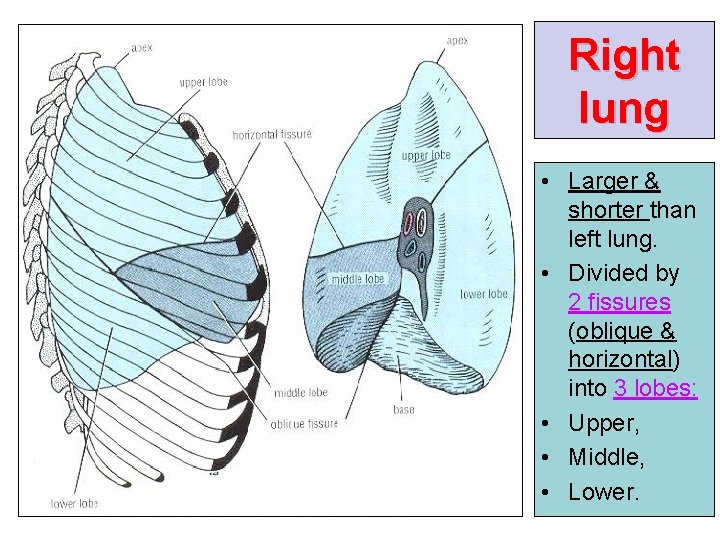 Right lung • Larger & shorter than left lung. • Divided by 2 fissures