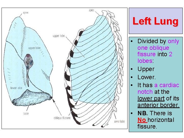Left Lung • Divided by only one oblique fissure into 2 lobes: • Upper