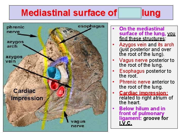 Mediastinal surface of right lung Cardiac impression • On the mediastinal surface of the