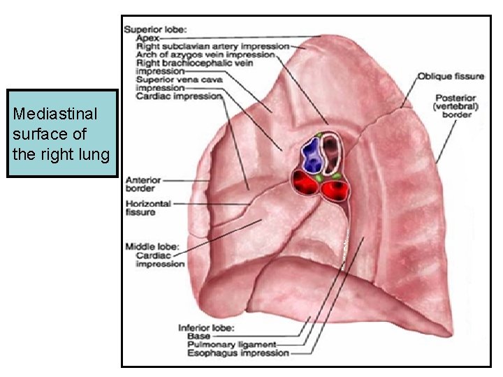 Mediastinal surface of the right lung 