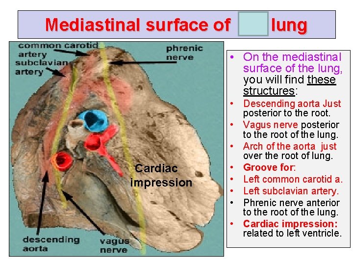 Mediastinal surface of left lung • On the mediastinal surface of the lung, you