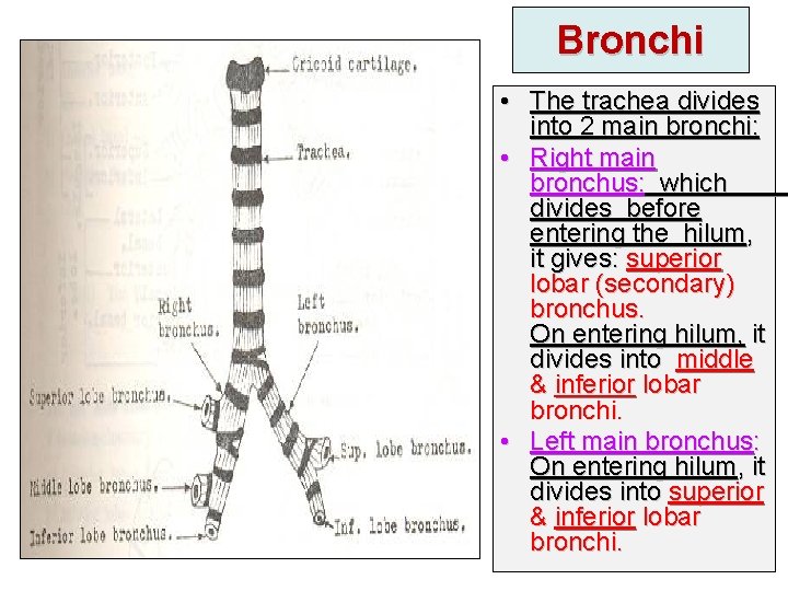 Bronchi • The trachea divides into 2 main bronchi: • Right main bronchus: which
